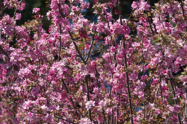 tree branches with pink blossoms