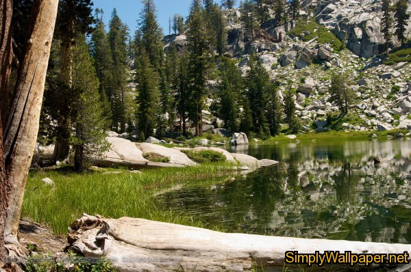 high mountain pond surrounded by pine trees
