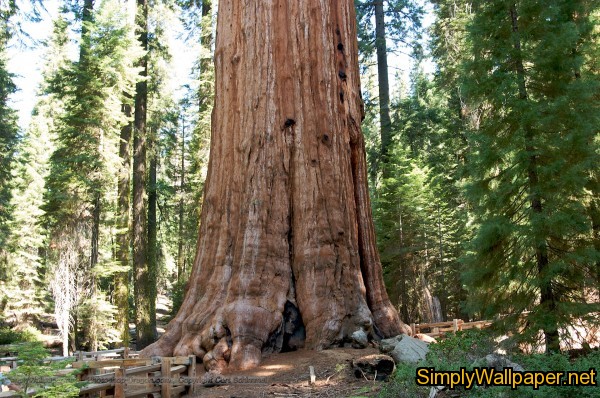 General Sherman sequoia tree