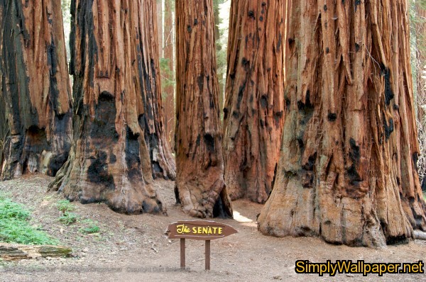 grove of giant sequoia trees