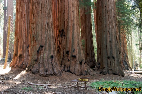 grove of giant sequoia trees
