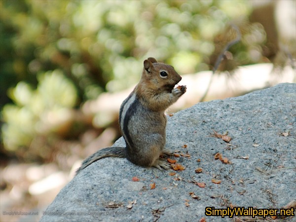 chipmunk perched on a rock