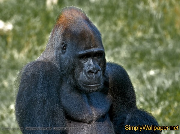 silverback gorilla