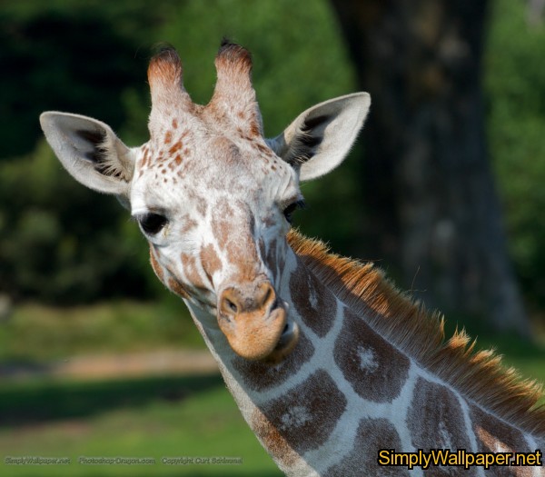 closeup of giraffe's head and face