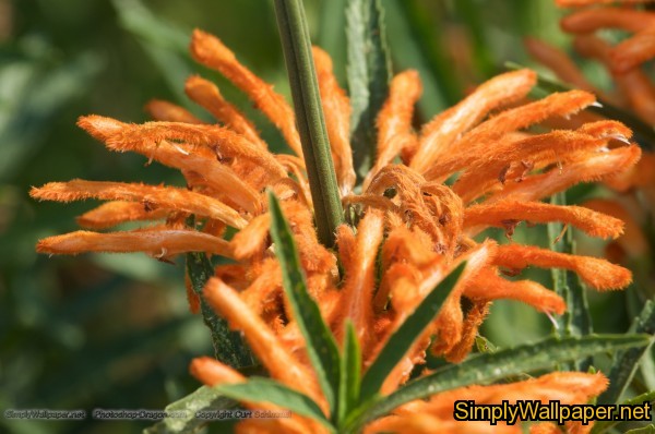 orange flower with leafy petals