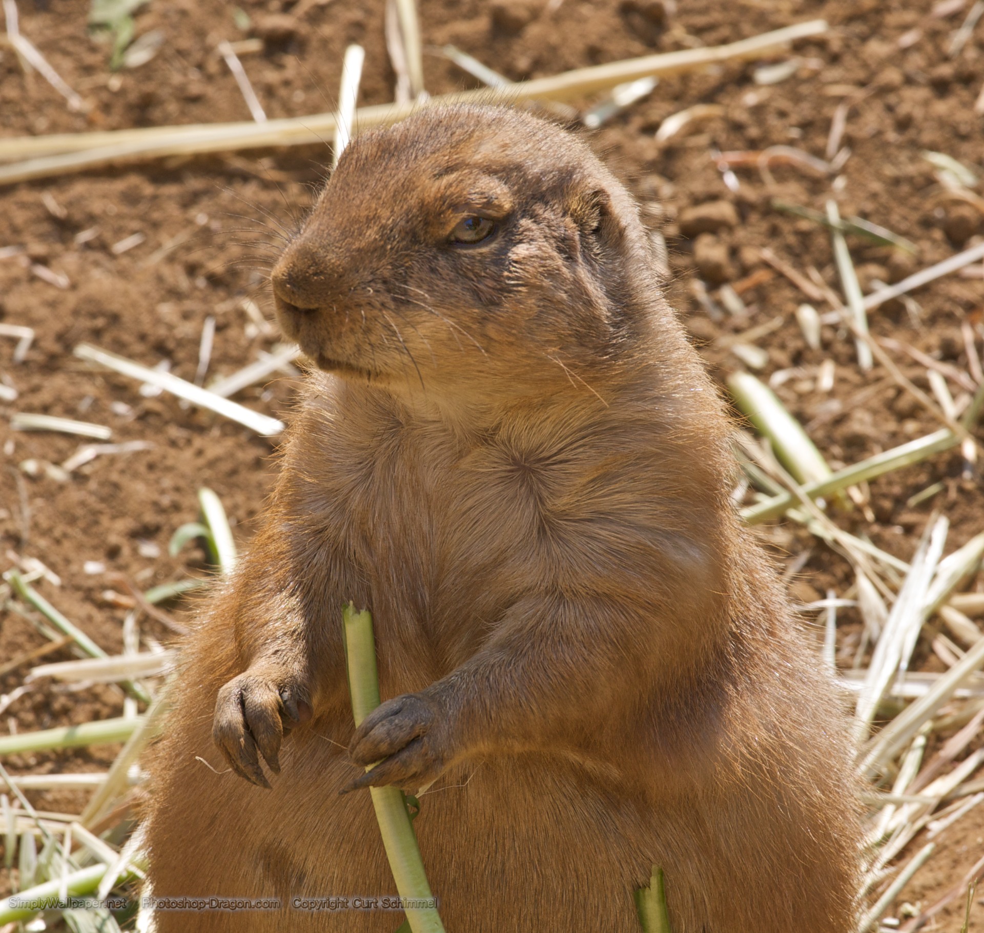 Prairie Dog Desktop Wallpaper