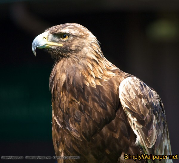 golden eagle bird