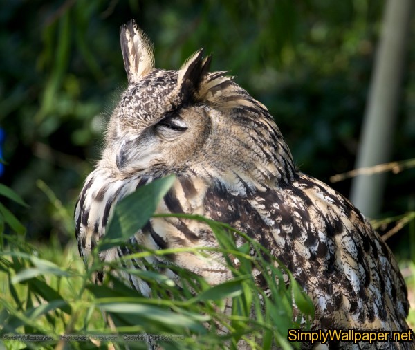 eagle owl resting on a branch