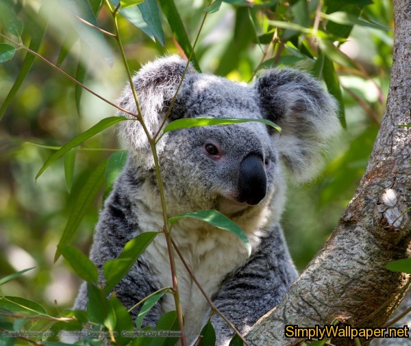 grey koala bear in a tree