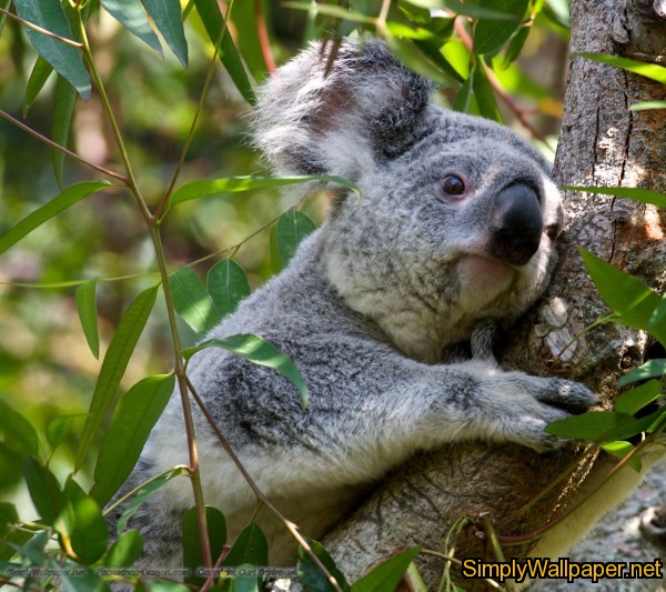 grey koala bear in a tree