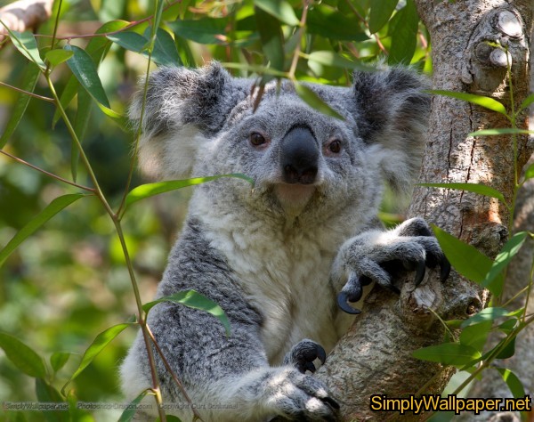koala bear in a tree