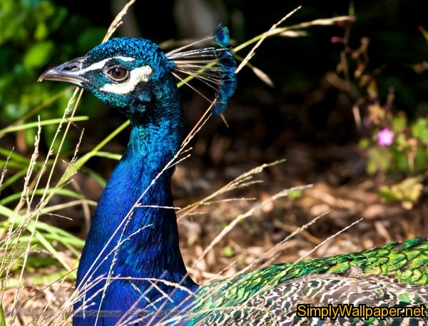 head and crest of a peacock with bright blue feathers