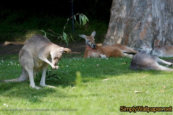 group of kangaroos on the grass