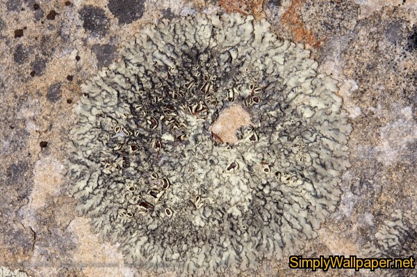 round bloom of lichen on a rock