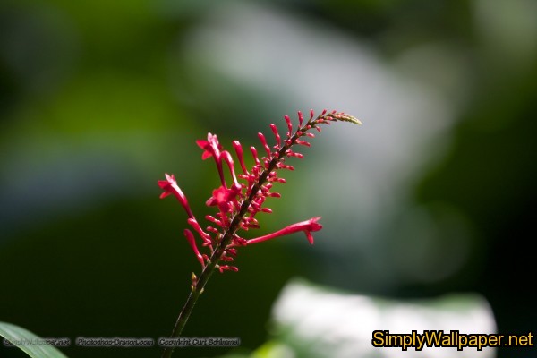 fine red flowers on a stem
