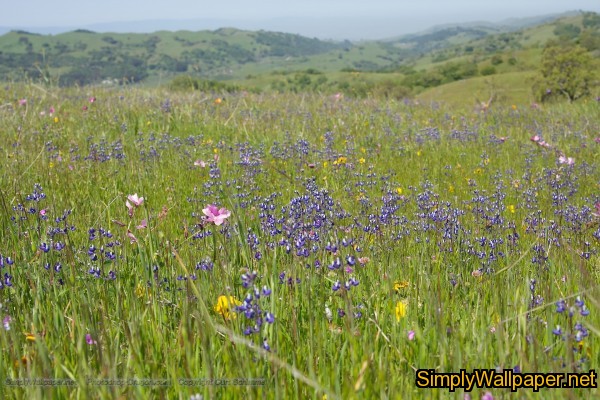 field/meadow of wildflowers