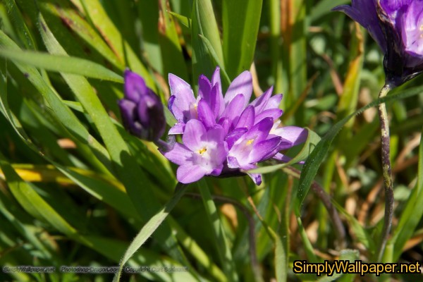 purple wildflower in bloom