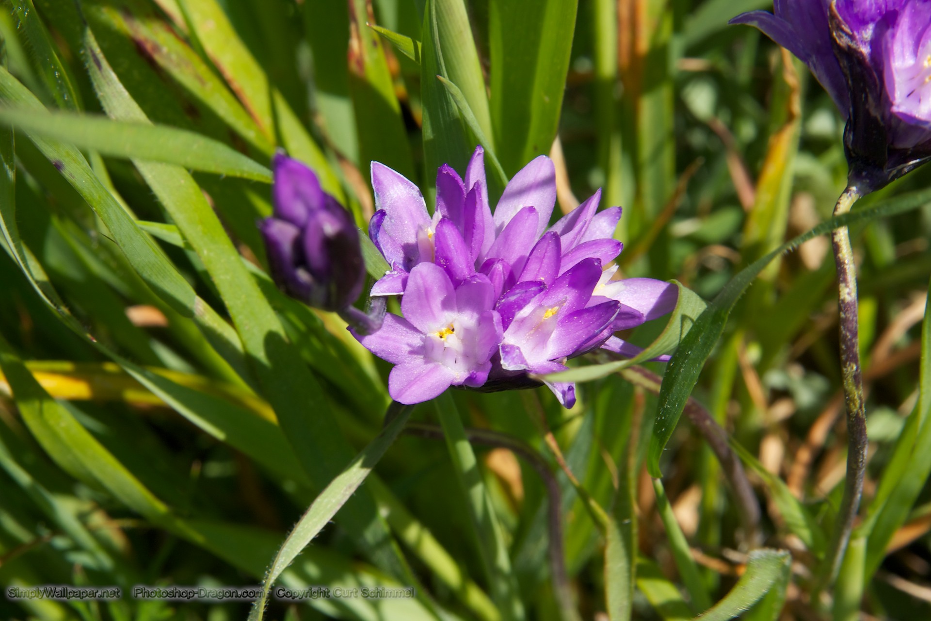 Purple California Wildflowers Desktop Wallpaper