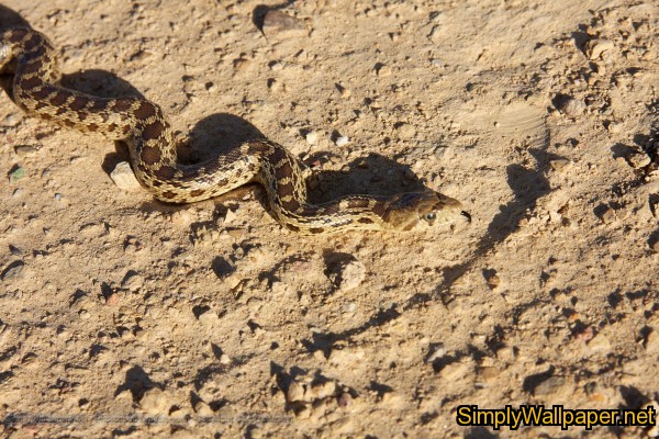 garter snake slithering on the ground