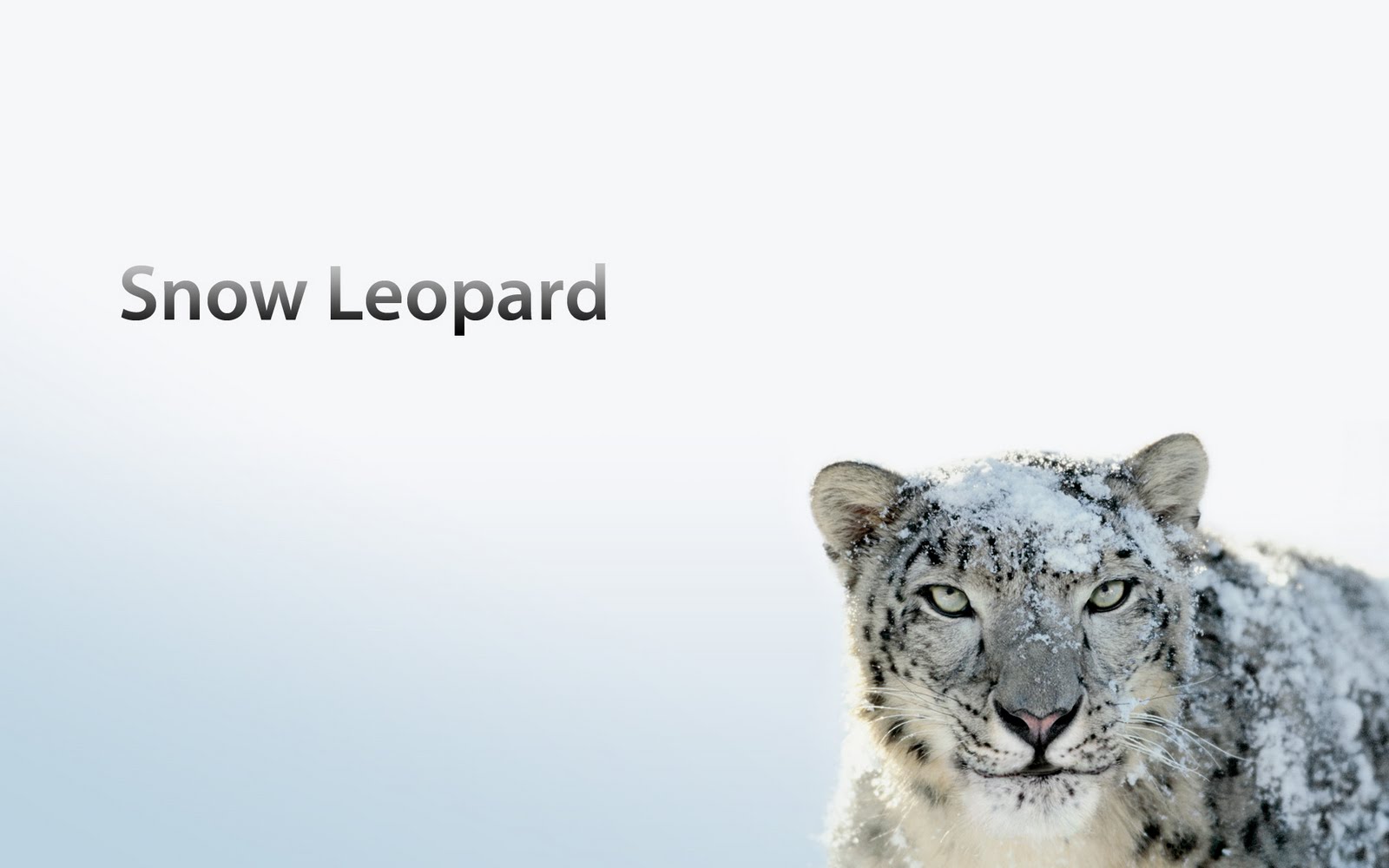 mac wallpaper apple snow leopard