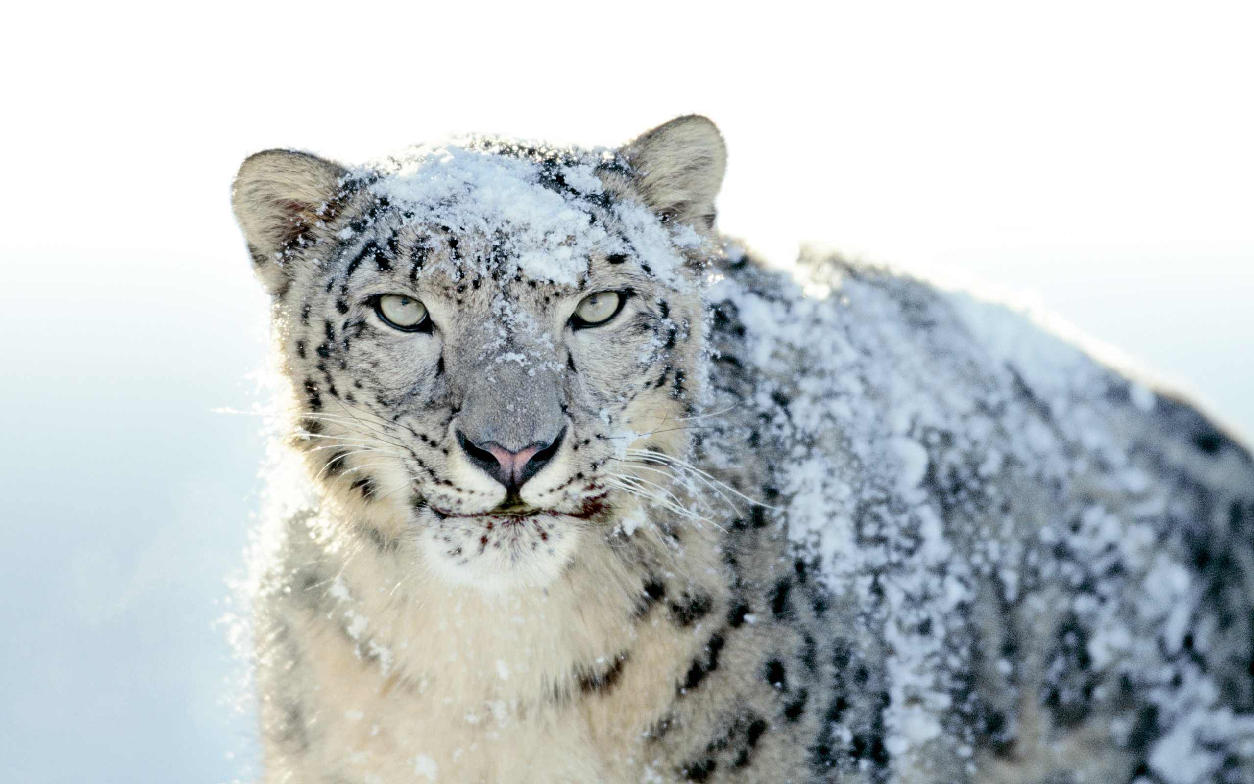 The Apple Mac OS X Snow Leopard Wallpaper