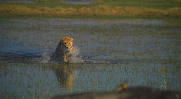 lioness charging across shallow water towards its prey wallpaper