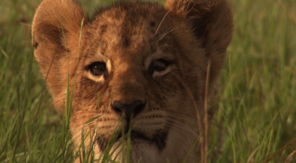 close up of a lion cub face wallpaper