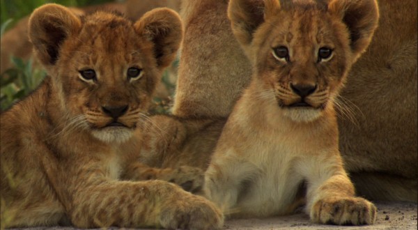 two cute lion cubs wallpaper