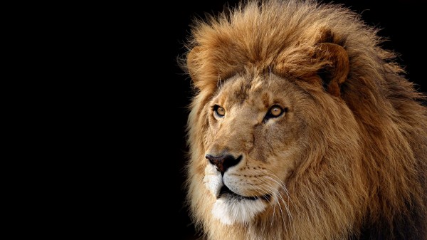 Head and mane of a large African Lion that Apple uses with the Lion release of Mac OS X operating system
