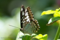 butterfly perched on a leaf