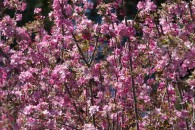 tree branches with pink blossums