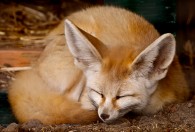 fennec fox taking a nap