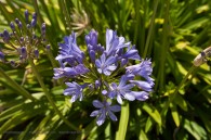 purple/blue flowers