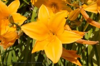 yellow/orange flowers