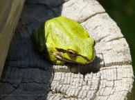 small green frog sitting on a post