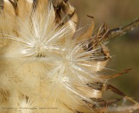 fluffy seeds on a flower