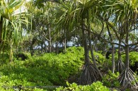 tropical island vegetation