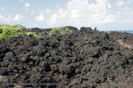 plants grow amid a rough field of lava rocks on Hawaii