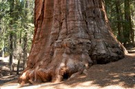 base of a giant sequoia tree
