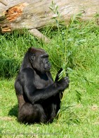 gorilla eating leaves