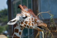 giraffe eating some leaves