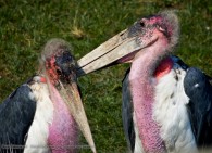 two storks
