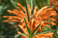 orange flower with leafy petals