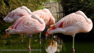 group of flamingos asleep