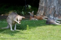 group of kangaroos on the grass