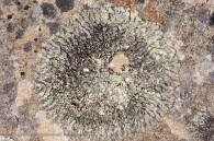 round bloom of lichen on a rock