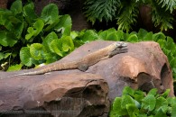komodo dragon resting on a rock