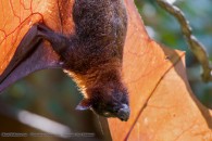 bat hanging upside down with wings spread out