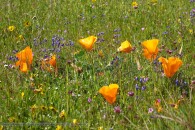 poppies and wildflowers in a meadow