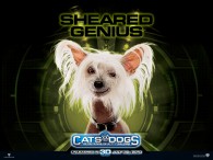 wallpaper picture of Peek the dog from the movie Cats and Dogs Revenge of Kitty Galore